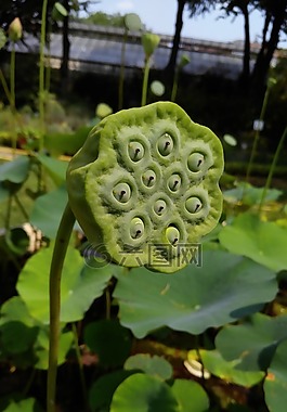 花卉,植物園,布達(dá)佩斯