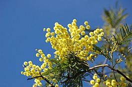 黃色的花,含羞草,春天