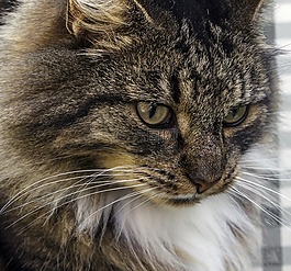 挪威森林猫,国内的猫,猫