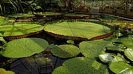 植物園,布達佩斯,浮