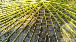 花卉,植物園,布達(dá)佩斯