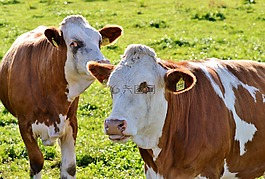 牛,牛肉,反芻動物