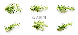 迷迭香,設置,集合
