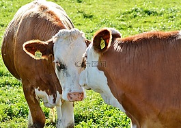 牛,牛肉,反芻動物