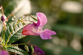 花,紫,性質(zhì)
