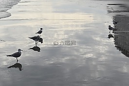 人體內(nèi)的水,鳥,湖