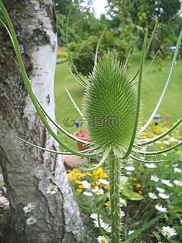 水飛薊,綠色,花園