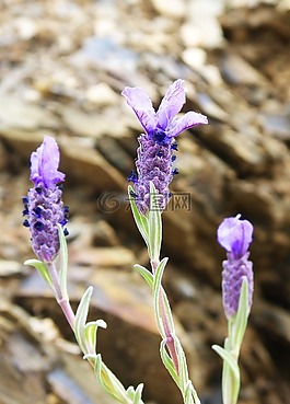 熏衣草,花,布盧姆