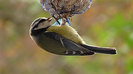 鳥,山雀,藍(lán)雀
