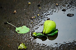 梨,水坑,水