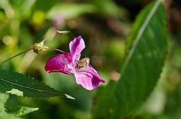 花,紫,性質(zhì)
