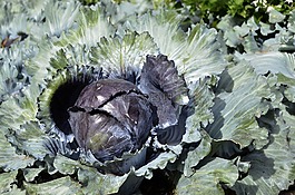 蔬菜,卷心菜,綠色