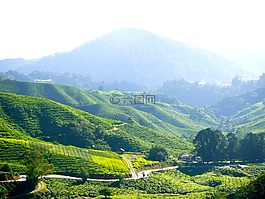 茶园,茶,金马伦高原