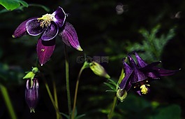 花,鮮花,紫