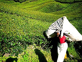 茶园,茶,金马伦高原
