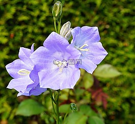花,開(kāi)花,藍(lán)色