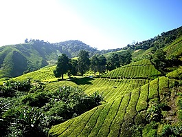茶园,茶,金马伦高原