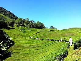 茶园,茶,金马伦高原