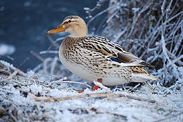 鴨,冬天,雪