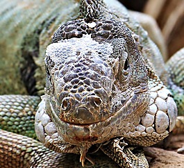 鬣蜥,爬行動物,動物園