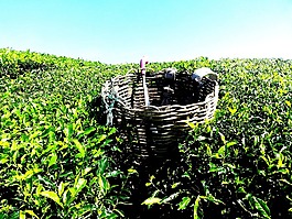 茶园,茶,金马伦高原