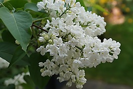 紫丁香,白,白丁香