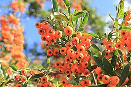 rowanberries,橙,夏季