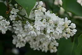 紫丁香,白,白丁香