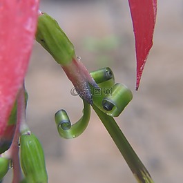 特寫,多汁,仙人掌