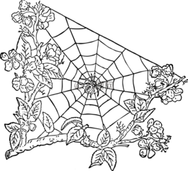 蜘蛛,蜘蛛網(wǎng),萬圣節(jié)