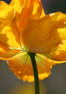 frühlingsanfang,罂粟,开花