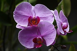 鲜花,野生兰花,石斛