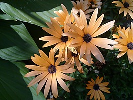翠菊,鮮花,橙色