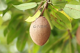 人心,水果,食品