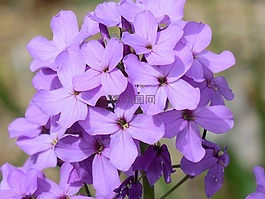紫色,花,自然