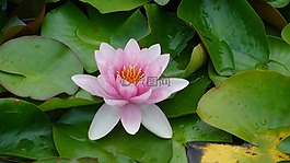 花,蓮花,綠色