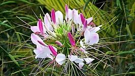 性質(zhì),花,kleome