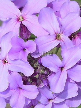 紫色,花,自然