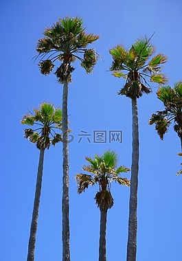 游泳池,池,游泳