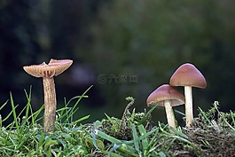 蘑菇,小蘑菇,層狀