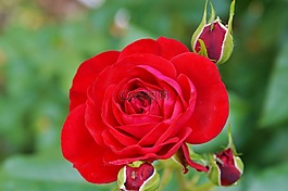 玫瑰,芽,開花