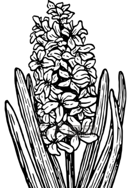 花,植物,葉子
