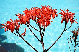 蘆薈斑,鮮花,紅色