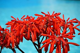 蘆薈斑,鮮花,紅色