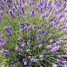 花,植物區(qū)系,性質(zhì)