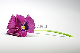 花,花特寫,紫色花