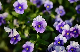 紫花,花,植物