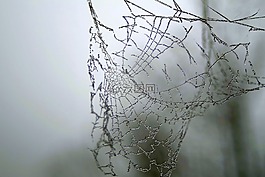蜘蛛网,冰,不冷