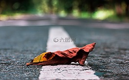 葉子,路,自然