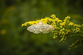 蝴蝶,昆蟲,開花